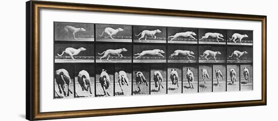 Album sur la décomposition du mouvement, Animal Locomotion: chien-Eadweard Muybridge-Framed Giclee Print