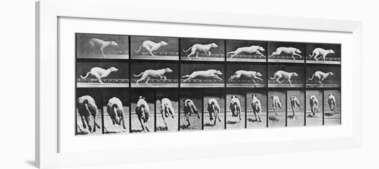 Album sur la décomposition du mouvement, Animal Locomotion: chien-Eadweard Muybridge-Framed Giclee Print