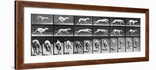 Album sur la décomposition du mouvement, Animal Locomotion: chien-Eadweard Muybridge-Framed Giclee Print