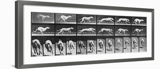 Album sur la décomposition du mouvement, Animal Locomotion: chien-Eadweard Muybridge-Framed Giclee Print