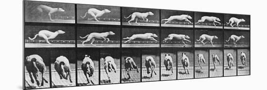 Album sur la décomposition du mouvement, Animal Locomotion: chien-Eadweard Muybridge-Mounted Giclee Print