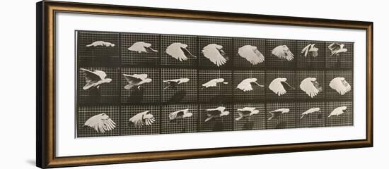 Album sur la décomposition du mouvement : "Animal locomotion". Le Perroquet volant-Eadweard Muybridge-Framed Giclee Print