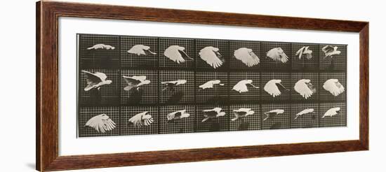 Album sur la décomposition du mouvement : "Animal locomotion". Le Perroquet volant-Eadweard Muybridge-Framed Giclee Print