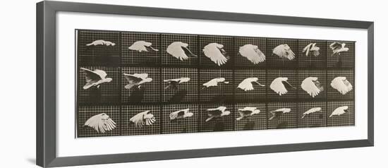 Album sur la décomposition du mouvement : "Animal locomotion". Le Perroquet volant-Eadweard Muybridge-Framed Giclee Print