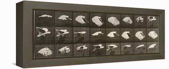 Album sur la décomposition du mouvement : "Animal locomotion". Le Perroquet volant-Eadweard Muybridge-Framed Premier Image Canvas