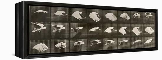 Album sur la décomposition du mouvement : "Animal locomotion". Le Perroquet volant-Eadweard Muybridge-Framed Premier Image Canvas