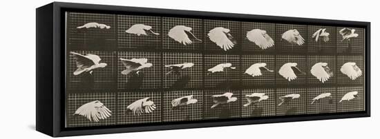 Album sur la décomposition du mouvement : "Animal locomotion". Le Perroquet volant-Eadweard Muybridge-Framed Premier Image Canvas