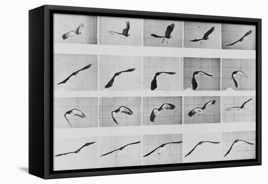 Album sur la décomposition du mouvement: Animal Locomotion: :perroquet volant-Eadweard Muybridge-Framed Premier Image Canvas