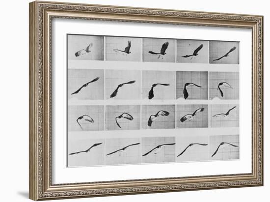 Album sur la décomposition du mouvement: Animal Locomotion: :perroquet volant-Eadweard Muybridge-Framed Giclee Print