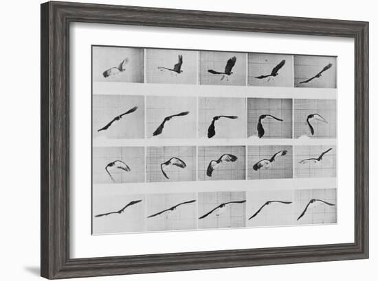 Album sur la décomposition du mouvement: Animal Locomotion: :perroquet volant-Eadweard Muybridge-Framed Giclee Print