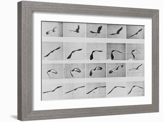 Album sur la décomposition du mouvement: Animal Locomotion: :perroquet volant-Eadweard Muybridge-Framed Giclee Print