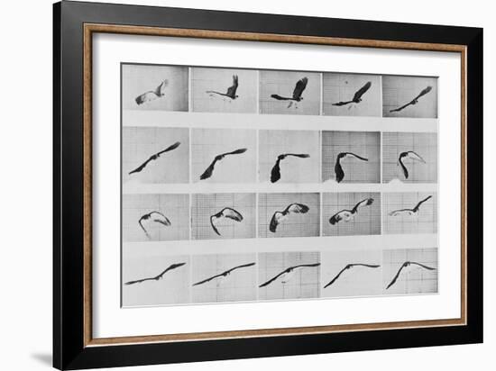 Album sur la décomposition du mouvement: Animal Locomotion: :perroquet volant-Eadweard Muybridge-Framed Giclee Print