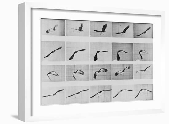 Album sur la décomposition du mouvement: Animal Locomotion: :perroquet volant-Eadweard Muybridge-Framed Giclee Print