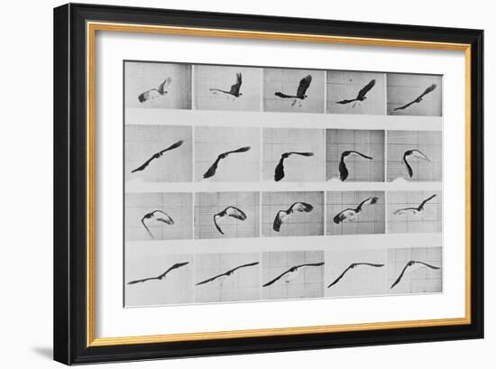 Album sur la décomposition du mouvement: Animal Locomotion: :perroquet volant-Eadweard Muybridge-Framed Giclee Print
