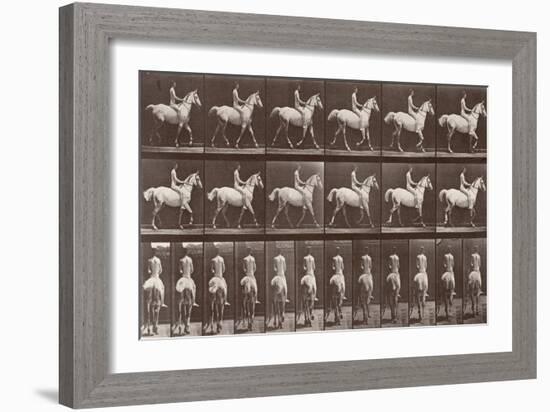 Album sur la décompostion du mouvement : "Animal locomotion  :Saut d'obstacle, cheval blanc-Eadweard Muybridge-Framed Giclee Print