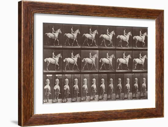 Album sur la décompostion du mouvement : "Animal locomotion  :Saut d'obstacle, cheval blanc-Eadweard Muybridge-Framed Giclee Print