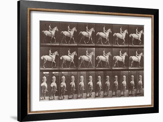 Album sur la décompostion du mouvement : "Animal locomotion  :Saut d'obstacle, cheval blanc-Eadweard Muybridge-Framed Giclee Print