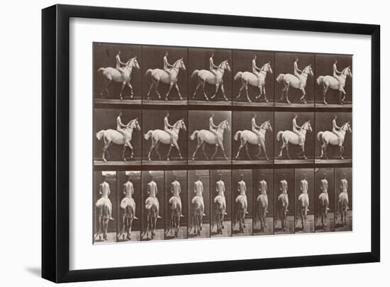 Album sur la décompostion du mouvement : "Animal locomotion  :Saut d'obstacle, cheval blanc-Eadweard Muybridge-Framed Giclee Print