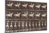 Album sur la décompostion du mouvement : "Animal locomotion  :Saut d'obstacle, cheval blanc-Eadweard Muybridge-Mounted Giclee Print