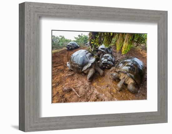 Alcedo giant tortoises drinking from puddles under mossy trees-Tui De Roy-Framed Photographic Print