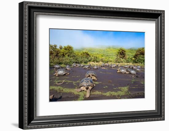 Alcedo giant tortoises gathering together to drink-Tui De Roy-Framed Photographic Print