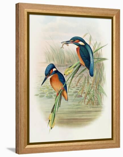 Alcedo Ispida, Plate from 'The Birds of Great Britain' by John Gould, Published 1862-73-William Hart and John Gould-Framed Premier Image Canvas