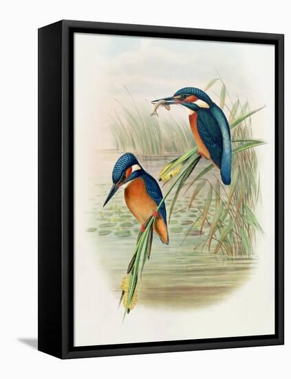 Alcedo Ispida, Plate from 'The Birds of Great Britain' by John Gould, Published 1862-73-William Hart and John Gould-Framed Premier Image Canvas