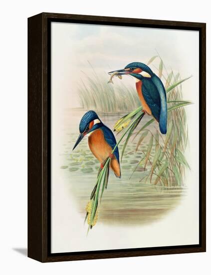 Alcedo Ispida, Plate from 'The Birds of Great Britain' by John Gould, Published 1862-73-William Hart and John Gould-Framed Premier Image Canvas