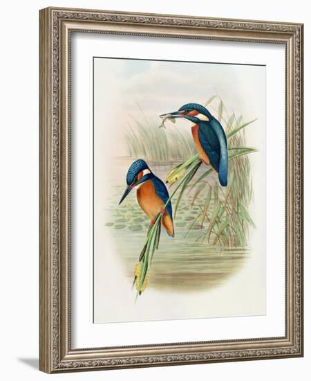 Alcedo Ispida, Plate from 'The Birds of Great Britain' by John Gould, Published 1862-73-William Hart and John Gould-Framed Giclee Print