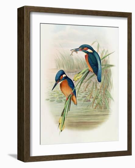 Alcedo Ispida, Plate from 'The Birds of Great Britain' by John Gould, Published 1862-73-William Hart and John Gould-Framed Giclee Print