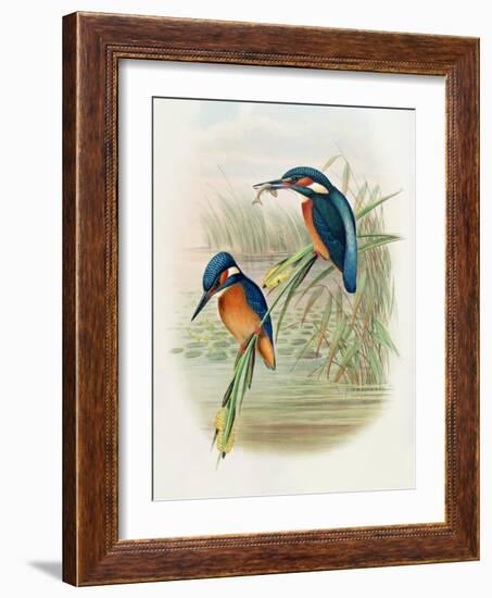 Alcedo Ispida, Plate from 'The Birds of Great Britain' by John Gould, Published 1862-73-William Hart and John Gould-Framed Giclee Print