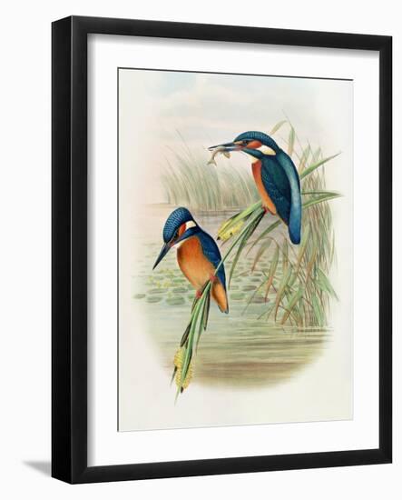 Alcedo Ispida, Plate from 'The Birds of Great Britain' by John Gould, Published 1862-73-William Hart and John Gould-Framed Giclee Print