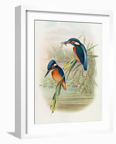 Alcedo Ispida, Plate from 'The Birds of Great Britain' by John Gould, Published 1862-73-William Hart and John Gould-Framed Giclee Print