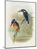 Alcedo Ispida, Plate from 'The Birds of Great Britain' by John Gould, Published 1862-73-William Hart and John Gould-Mounted Giclee Print