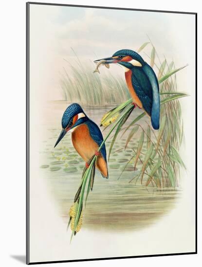 Alcedo Ispida, Plate from 'The Birds of Great Britain' by John Gould, Published 1862-73-William Hart and John Gould-Mounted Giclee Print