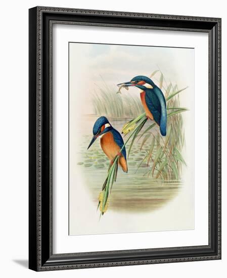 Alcedo Ispida, Plate from 'The Birds of Great Britain' by John Gould, Published 1862-73-William Hart and John Gould-Framed Giclee Print