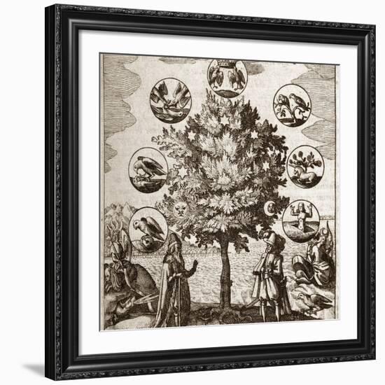 Alchemical Tree, Philosophia Reformata-Middle Temple Library-Framed Photographic Print