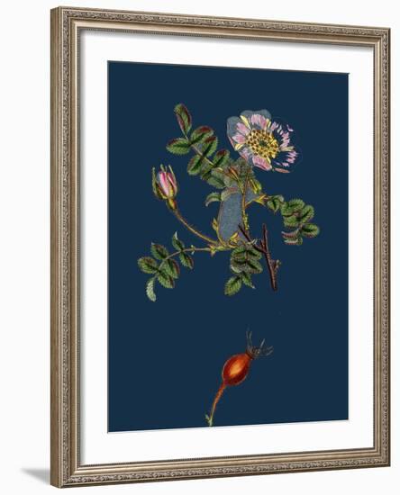 Alchemilla Arvensis; Parsley-Piert-null-Framed Giclee Print