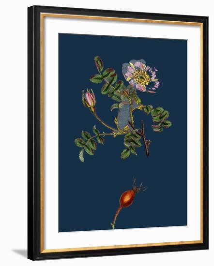 Alchemilla Arvensis; Parsley-Piert-null-Framed Giclee Print