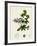 Alchemilla Conjuncta Silvery Lady'S-Mantle-null-Framed Giclee Print