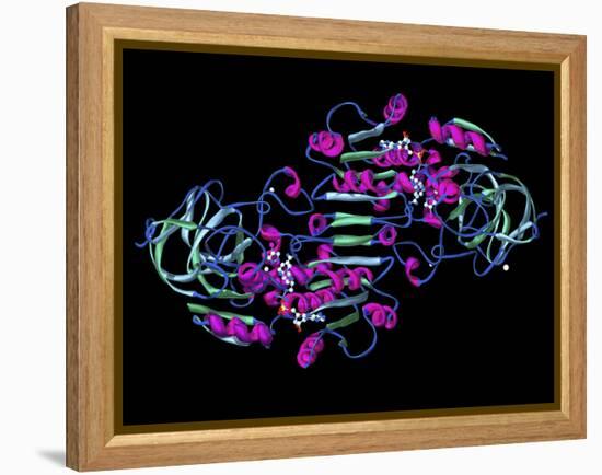 Alcohol Dehydrogenase, Molecular Model-Dr. Mark J.-Framed Premier Image Canvas