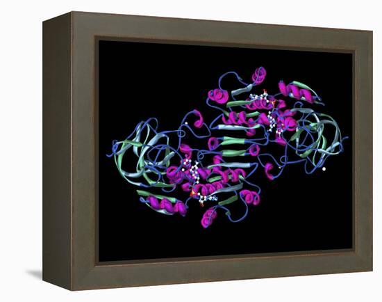 Alcohol Dehydrogenase, Molecular Model-Dr. Mark J.-Framed Premier Image Canvas