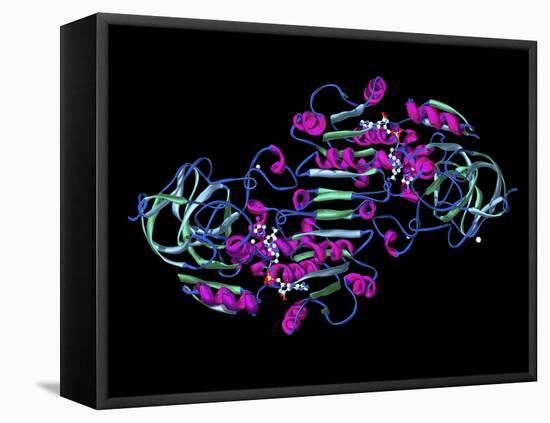 Alcohol Dehydrogenase, Molecular Model-Dr. Mark J.-Framed Premier Image Canvas