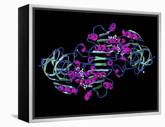 Alcohol Dehydrogenase, Molecular Model-Dr. Mark J.-Framed Premier Image Canvas