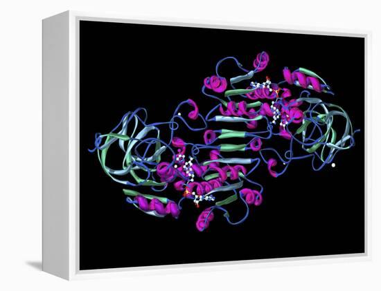 Alcohol Dehydrogenase, Molecular Model-Dr. Mark J.-Framed Premier Image Canvas