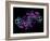 Alcohol Dehydrogenase, Molecular Model-Dr. Mark J.-Framed Photographic Print