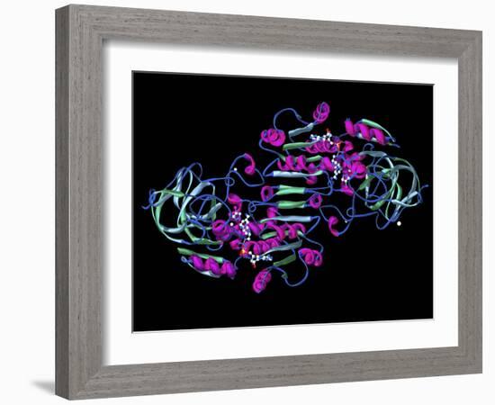 Alcohol Dehydrogenase, Molecular Model-Dr. Mark J.-Framed Photographic Print