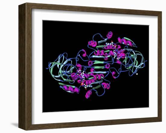 Alcohol Dehydrogenase, Molecular Model-Dr. Mark J.-Framed Photographic Print