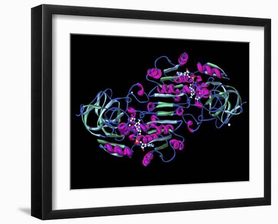 Alcohol Dehydrogenase, Molecular Model-Dr. Mark J.-Framed Photographic Print