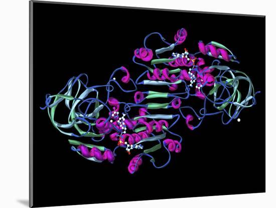Alcohol Dehydrogenase, Molecular Model-Dr. Mark J.-Mounted Photographic Print